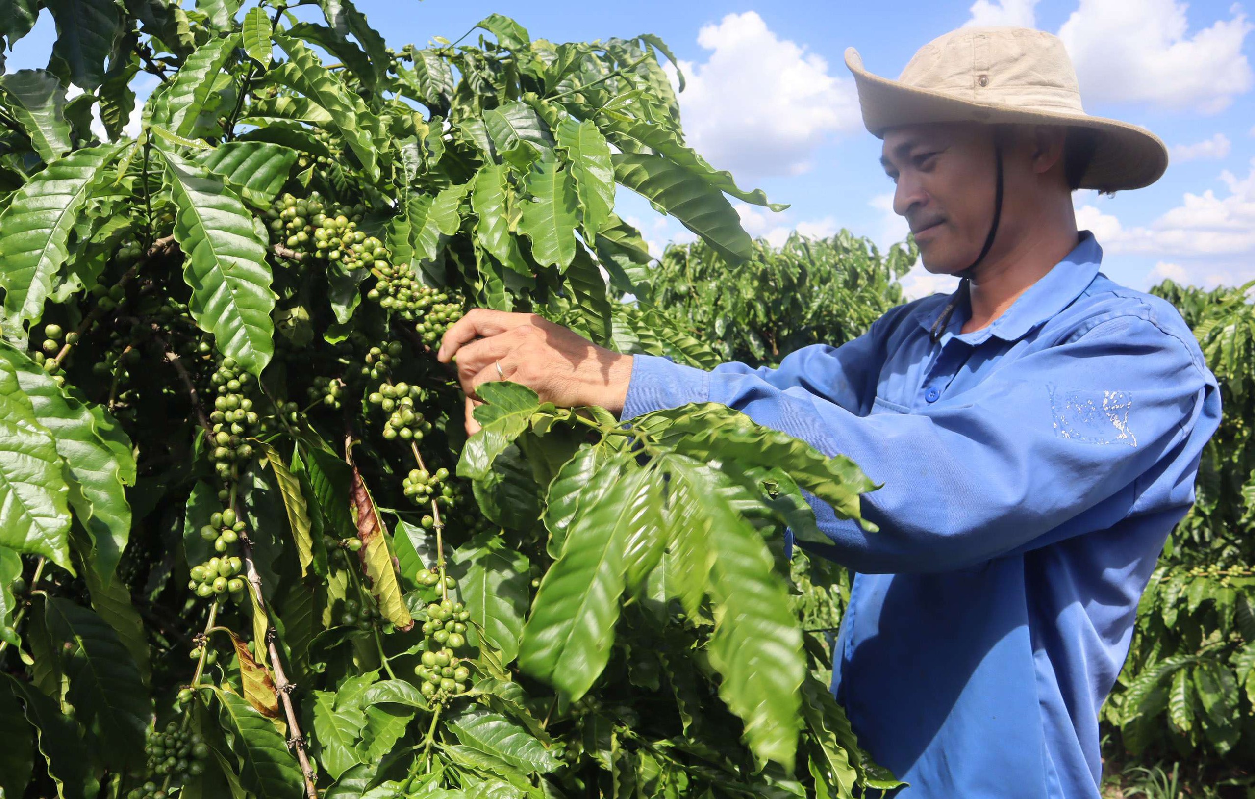 Một giống cà phê được trồng ở Tây Nguyên cho năng suất 4,3 tấn/ha, làm lợi trên 31.000 tỷ đồng cho nông dân- Ảnh 3.